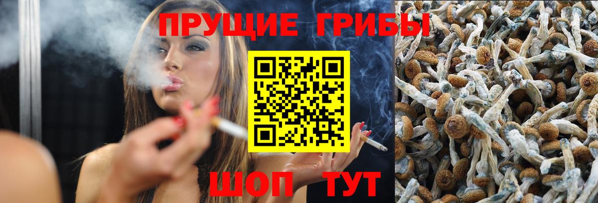 Псилоцибиновые грибы Psilocybe Десногорск